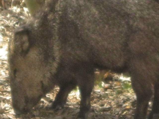 AZ Game and Fish: More than 2,000 permit-tags for spring javelina hunt available