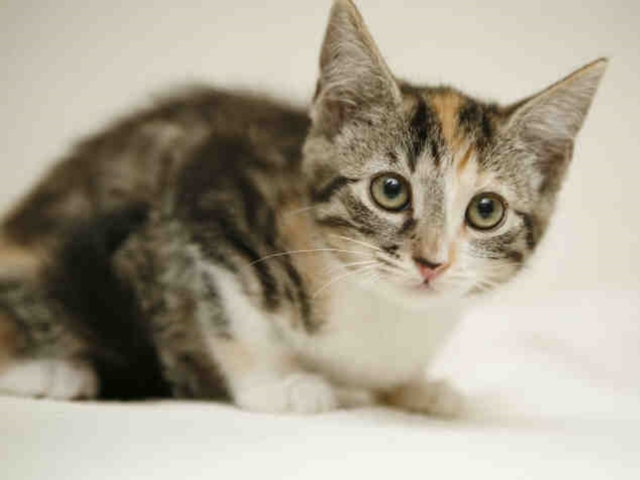 What to do if you see stray kittens, according to the Arizona Humane Society