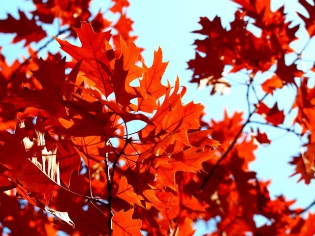 The best time to see the changing colors in Flagstaff
