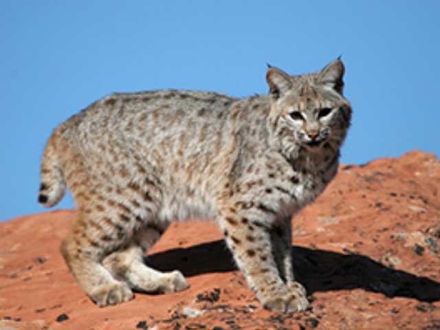 Bobcat euthanized after injuring Bisbee man in attack