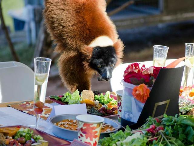 Summer hours at Phoenix Zoo start Thursday, June 1