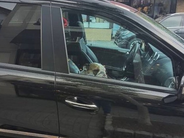 Hot car rescues: New law protects good Samaritans from lawsuits