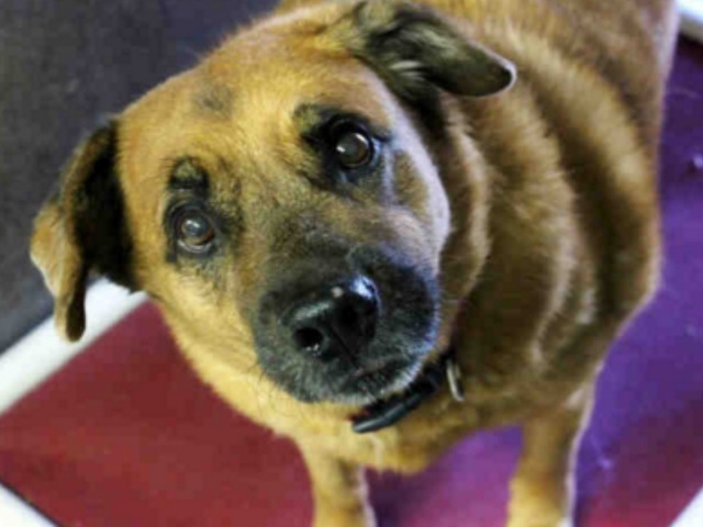 Free dog adoptions from Maricopa County Animal Care and Control this weekend