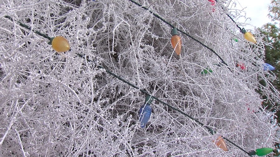 Tumbleweed Tree taking shape in Chandler ABC15 Arizona