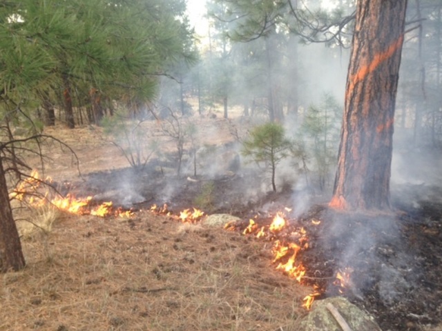 Logging around Flagstaff ramps up to reduce risk of wildfire