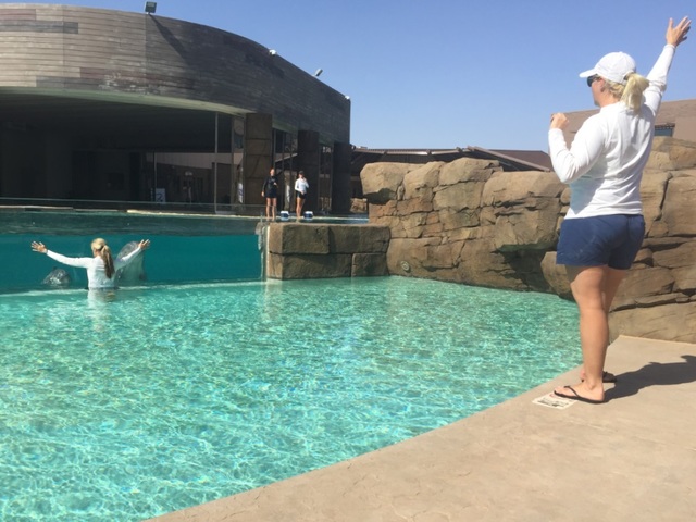 Sunday: Dolphinaris to hold free 'dolphin behavior presentation' on Sunday