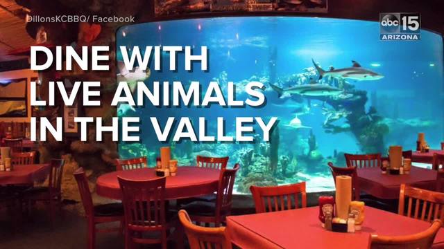 Abc15 Videos Arizona Dine Next To A 60 000 Gallon Shark Tank Or Have Tails With Atoos