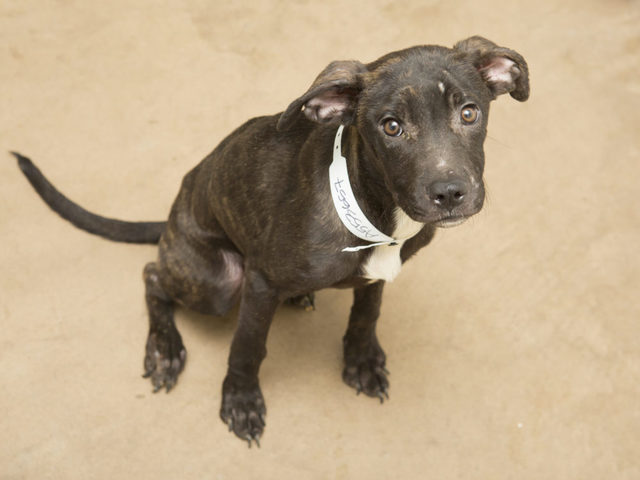 PHOTOS: Dogs, cats removed from 'horrendous' conditions at north Phoenix animal rescue