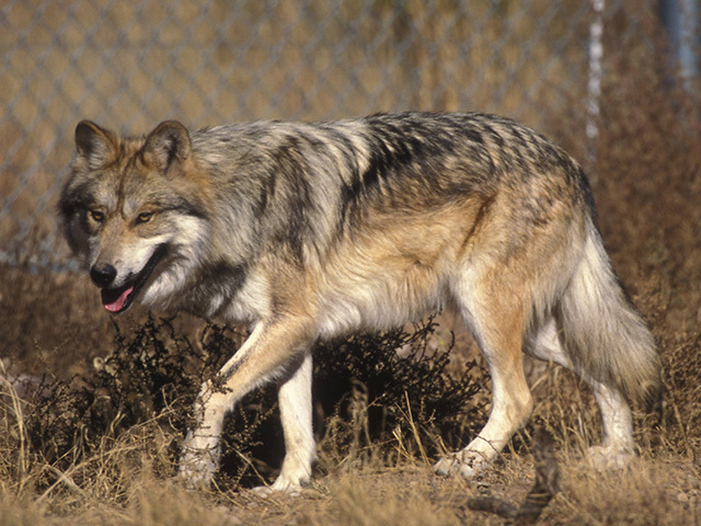 Seen them? 44 endangered, threatened animals in AZ