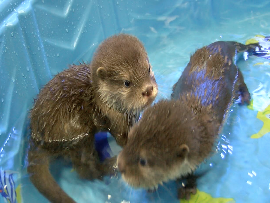 SPLASH! Wildlife World Zoo's Baby Otters Have First Swim Lesson ABC15
