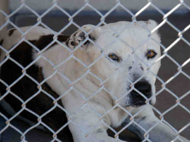 Adoptable pets from Maricopa County Animal Care and Control (4/20)