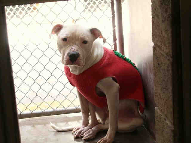 Adoptable pets from Maricopa County Animal Care and Control (4/25)