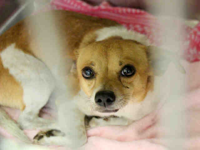 Adoptable pets from Maricopa County Animal Care and Control and Arizona Humane Society (5/11)