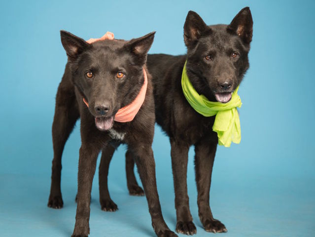 Pets of the Week: Say hello to Scorpio and Sagittarius
