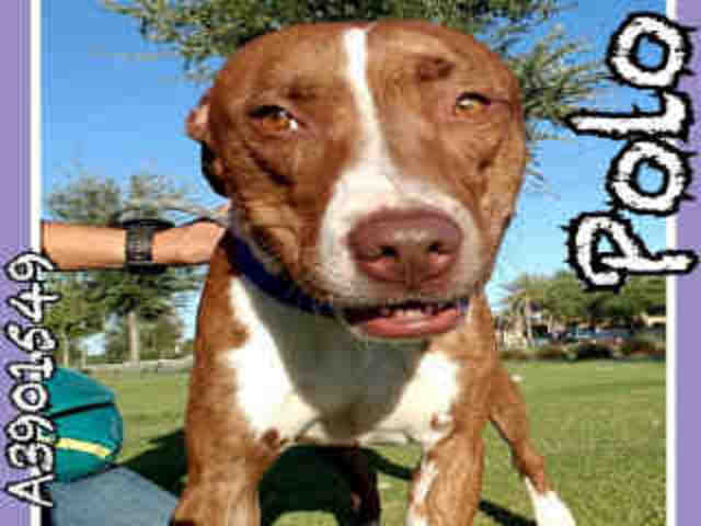 Adoptable pets from Maricopa County Animal Care and Control and Arizona Humane Society (5/24)