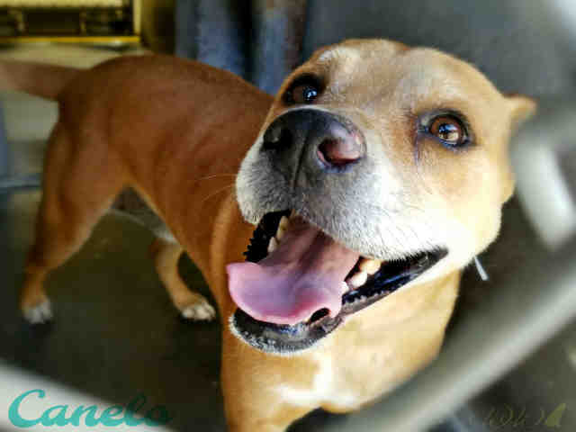 Adoptable pets from Maricopa County Animal Care and Control and Arizona Humane Society (5/31)