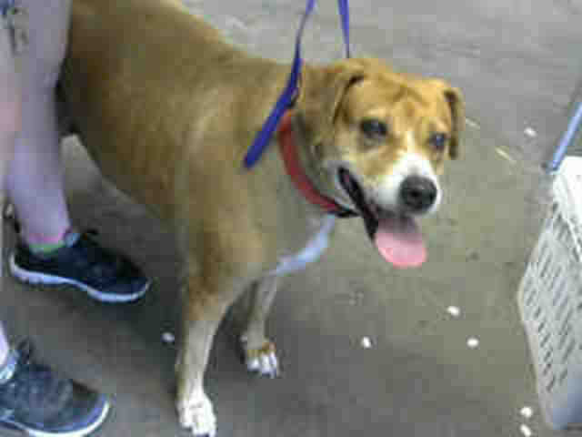 Adoptable pets from Maricopa County Animal Care and Control and Arizona Humane Society (5/13)