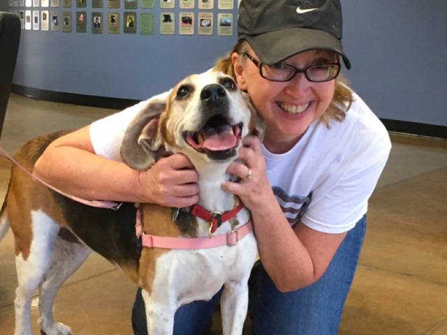 Kelly the Beagle finds foster home while owner serves overseas