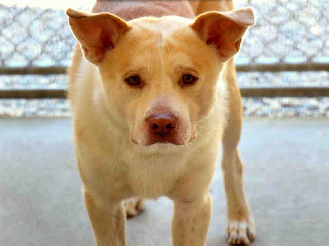 Adoptable pets from Maricopa County Animal Care and Control and Arizona Humane Society (6/20)