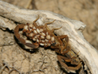SCARY! 4 Types of scorpions crawling in Valley