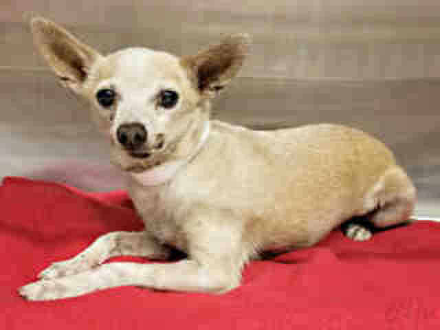Adoptable pets from Maricopa County Animal Care and Control and Arizona Humane Society (6/30)