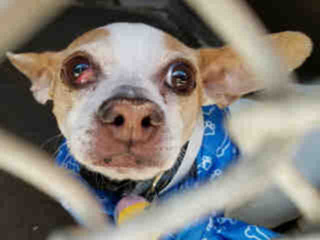 Adoptable pets from Maricopa County Animal Care and Control and Arizona Humane Society (7/6)