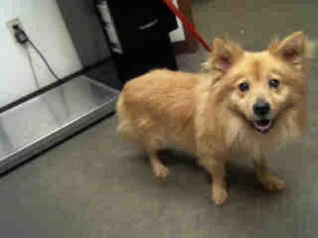 Adoptable pets from Maricopa County Animal Care and Control (7/13)