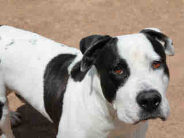 Adoptable pets from Maricopa County Animal Care and Control and Arizona Humane Society (7/25)