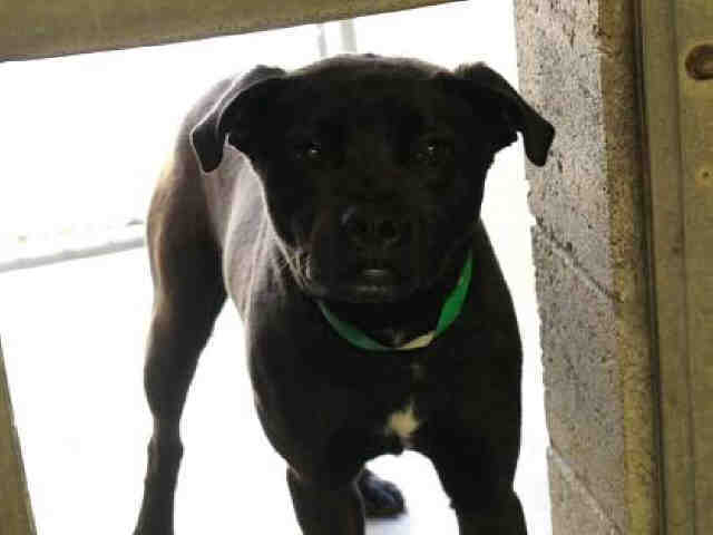 Adoptable pets from Maricopa County Animal Care and Control and Arizona Humane Society (8/2)