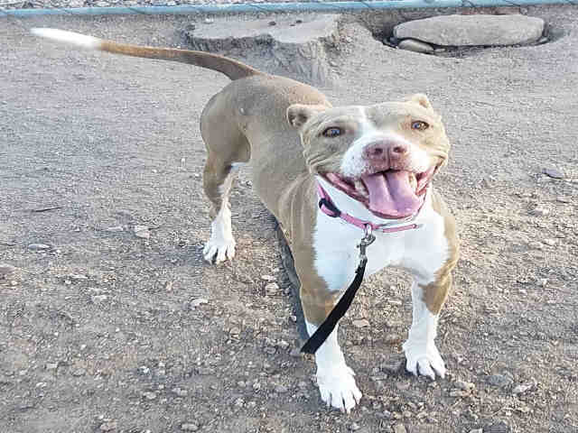 Adoptable pets from Maricopa County Animal Care and Control and Arizona Humane Society (8/16)