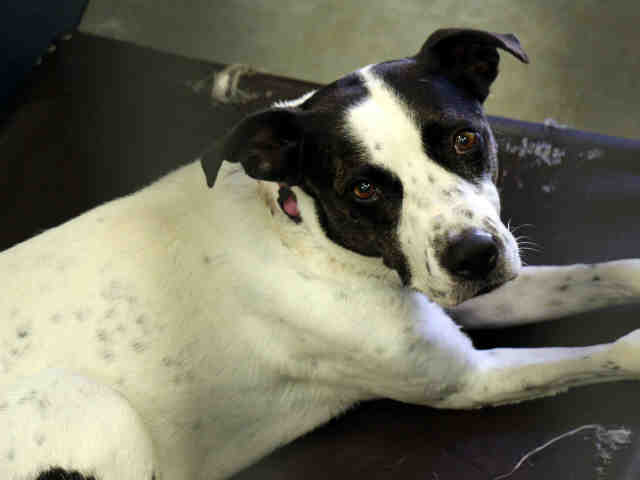 20 pets available for adoption in the Valley