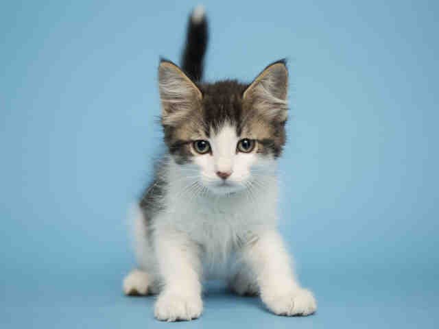 Adoptable pets from Maricopa County Animal Care and Control and Arizona Humane Society (9/8)