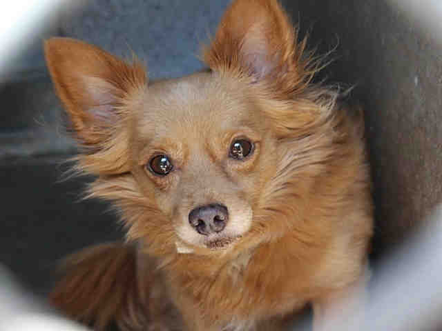 MCACC offering FREE adoptions through Sunday, Sept. 10