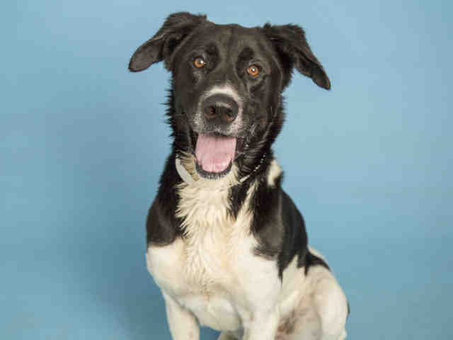Adoptable pets from Maricopa County Animal Care and Control and Arizona Humane Society (9/15)