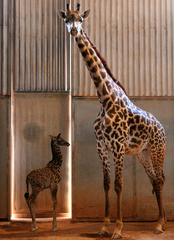 Phoenix Zoo welcomes baby giraffe