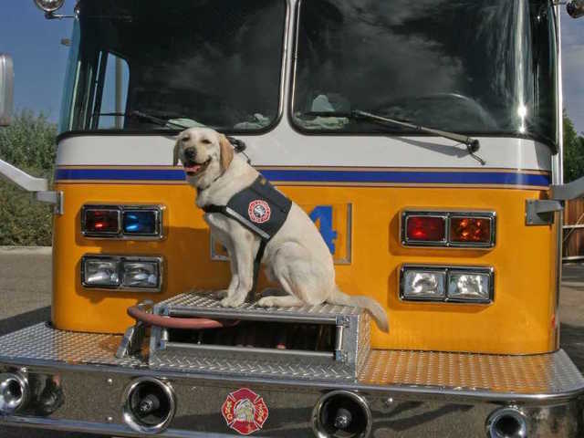 Glendale Fire Department's crisis canine Topaz passes away