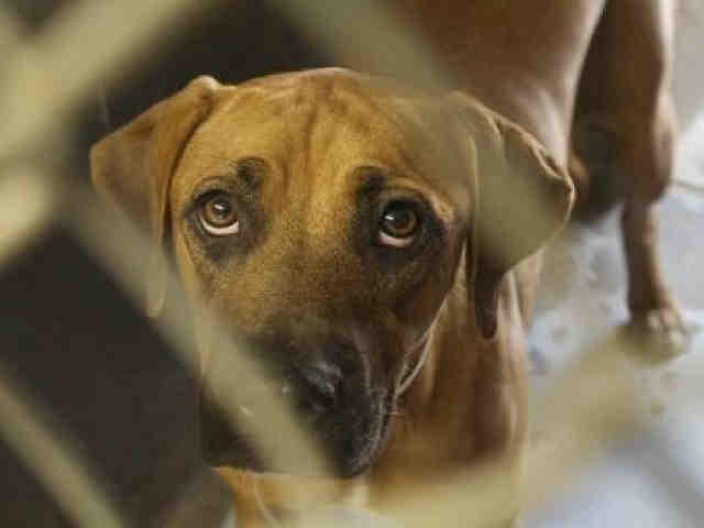 PHOTOS: 25 pets available for adoption in the Valley (9/20)