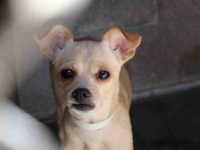 Adoptable pets from Maricopa County Animal Care and Control (9/28)