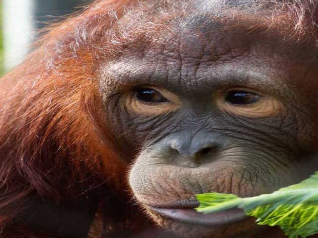 11-year-old Bornean orangutan at the Phoenix Zoo has died