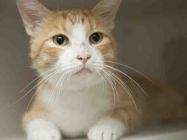 Adoptable pets from Maricopa County Animal Care and Control and Arizona Humane Society (10/5)