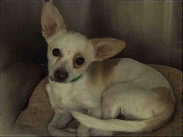 Adoptable pets from Maricopa County Animal Care and Control and Arizona Humane Society (10/11)