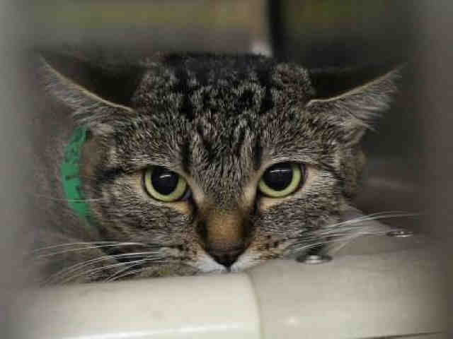 Adoptable pets from Maricopa County Animal Care and Control and Arizona Humane Society (10/25)