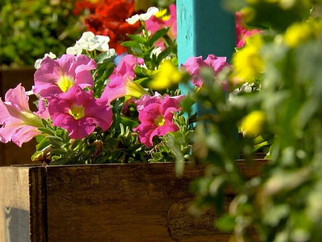 Maricopa County probation agency hopes gardening program will help kids grow