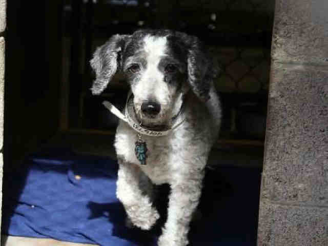 Adoptable pets in the Valley from Maricopa County Animal Care and Control (11/8)