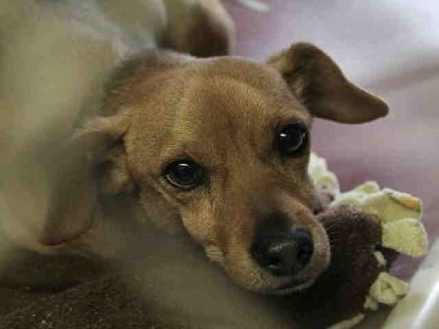Adoptable pets from Maricopa County Animal Care and Control and Arizona Humane Society (11/15)