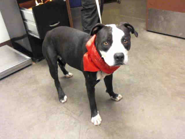 Adoptable pets from Maricopa County Animal Care and Control and Arizona Humane Society (11/22)