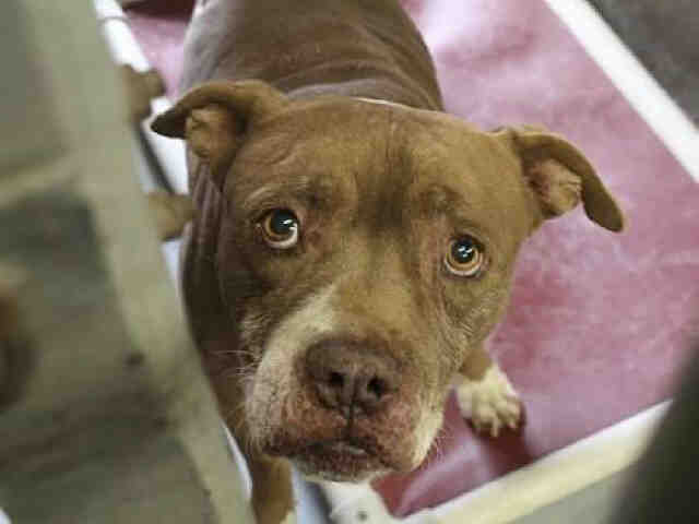Adoptable pets from Maricopa County Animal Care and Control (11/29)