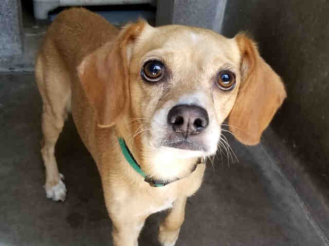 Adoptable pets from Maricopa County Animal Care and Arizona Humane Society (12/6)