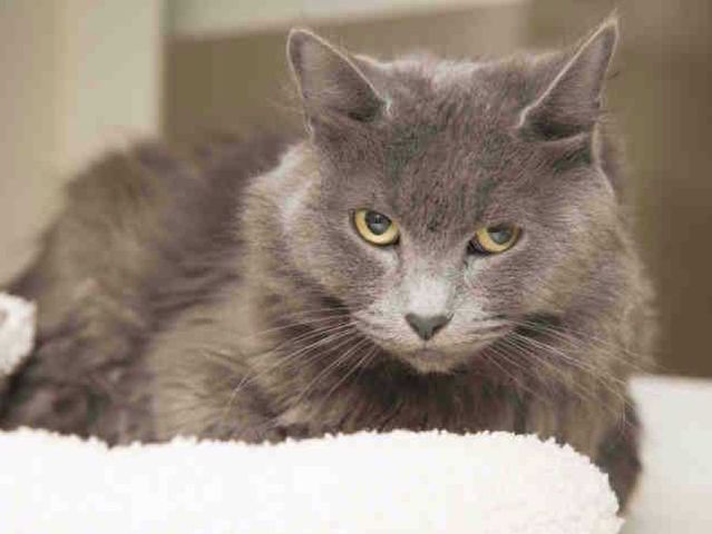 Pet of the Week: Jazzy is ready for her forever home