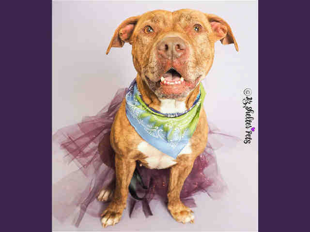 Adoptable pets from Maricopa County Animal Care and Control and Arizona Humane Society (12/13)
